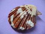 Pecten Tranquebaricus